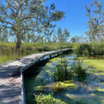 Burrima Boardwalk Macquarie Marshes Walgett Shire Council