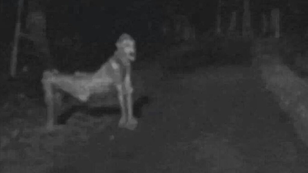 EXTRA A CRIATURA SKINWALKER EN NUEVO M XICO 22 DE FEBRERO 2014