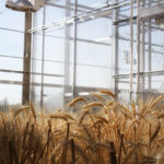 New Plant Growth Facility Helps Wheat Small Grain Growers College Of