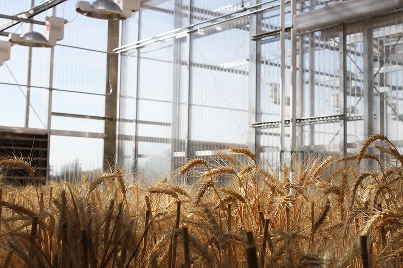 New Plant Growth Facility Helps Wheat Small Grain Growers College Of 