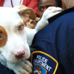 Report Animal Cruelty ASPCA
