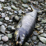 Toxic Road Runoff Kills Adult Coho Salmon In Hours College Of