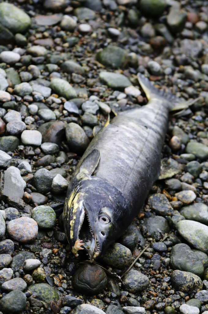 Toxic Road Runoff Kills Adult Coho Salmon In Hours College Of 