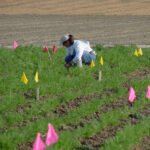 WSU Researcher Plays Key Role In Project Aimed At Protecting Carrot