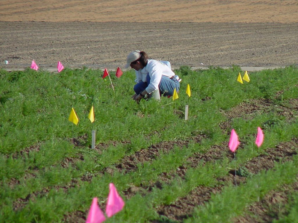 WSU Researcher Plays Key Role In Project Aimed At Protecting Carrot 